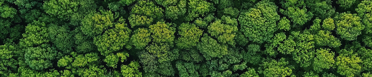 Aerial view of a dense forest with green trees.